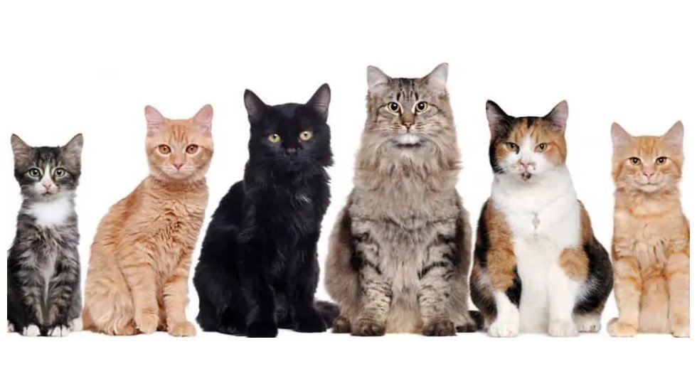 Kedilerin dünyaya yayılışı nasıl oldu?  Roma'dan Çin'e uzanan yolculuk