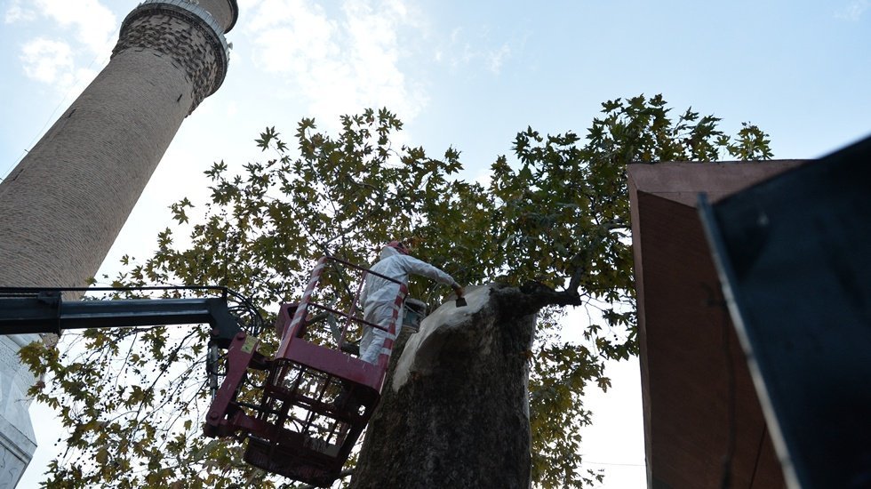 Asırlık &ccedil;ınar ağacı koruma altına alındı